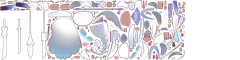 ayaskin 4