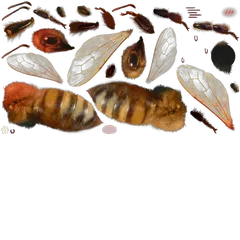 jubeeskin 1